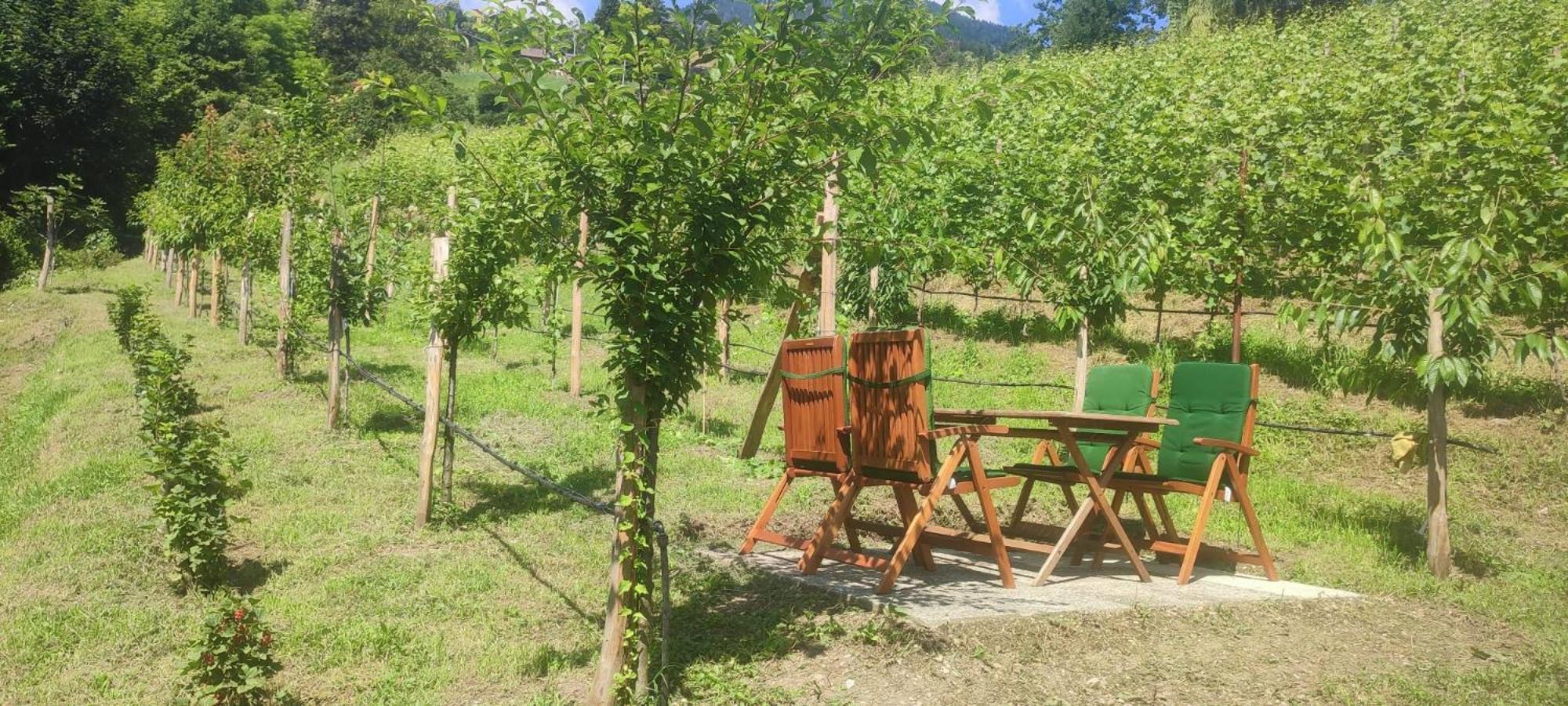 Janas Bolzano Mountain Apartment Тезимо Экстерьер фото